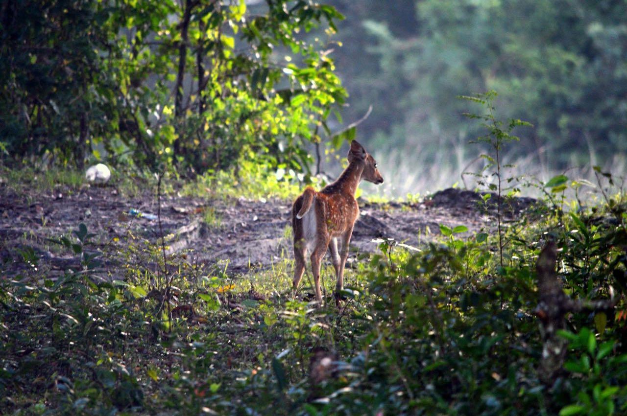 Forestville Yala Bagian luar foto