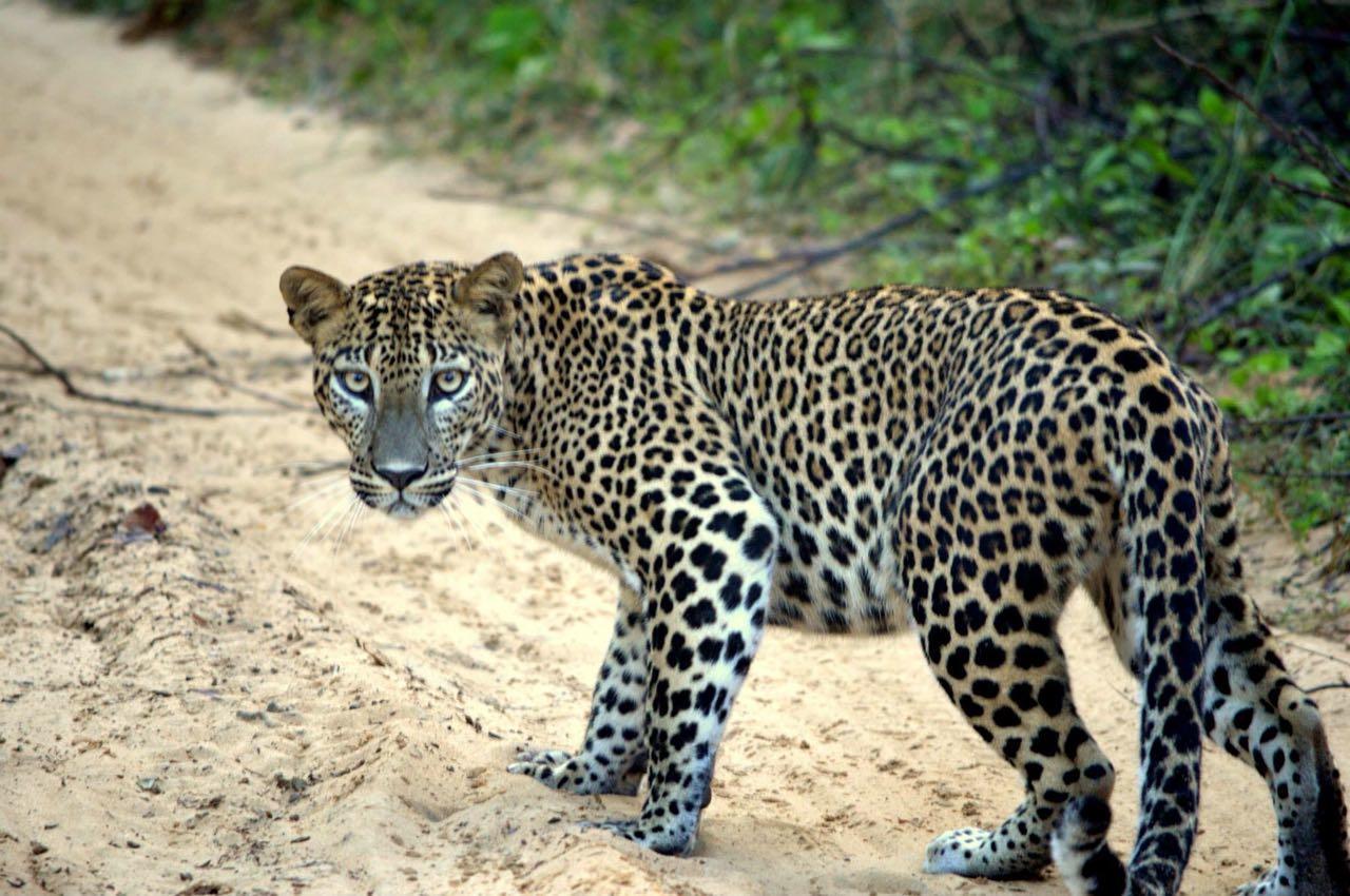 Forestville Yala Bagian luar foto