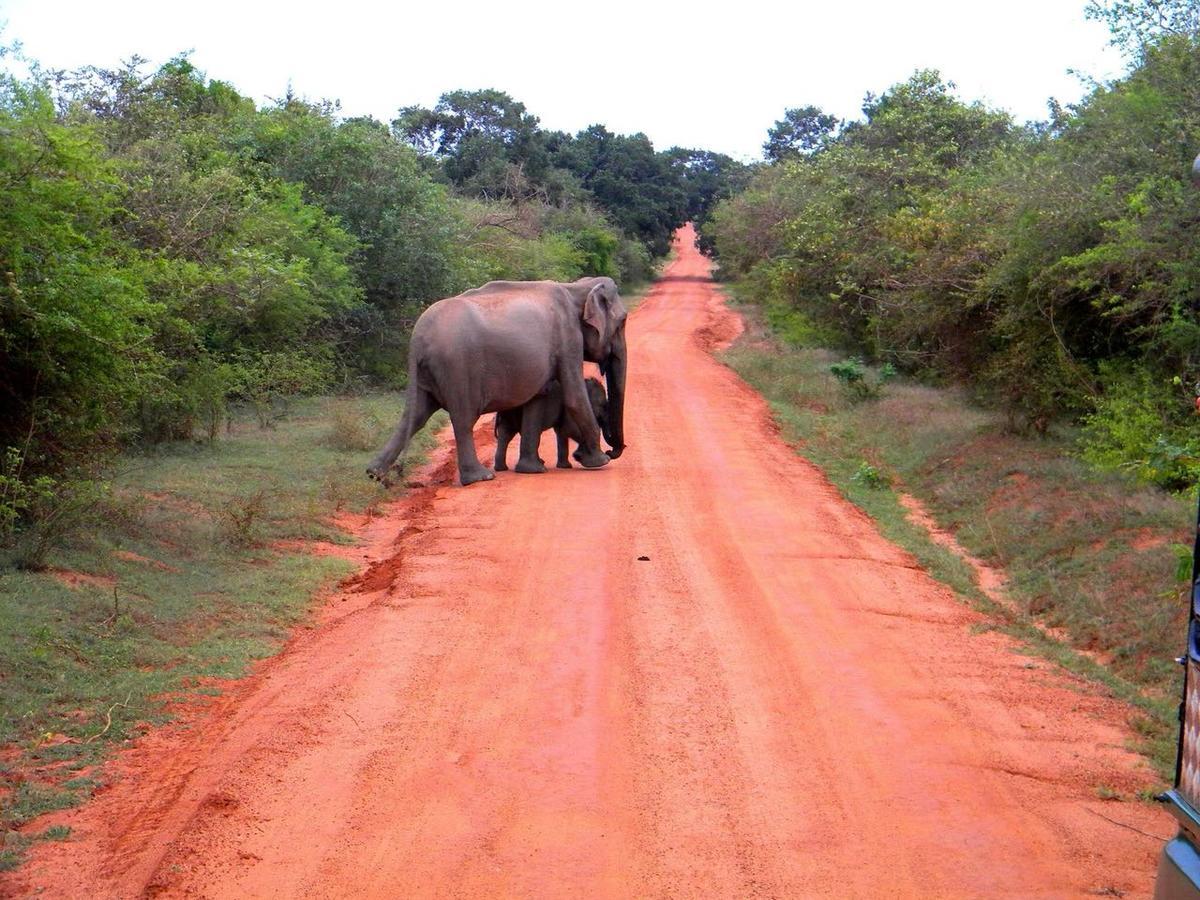 Forestville Yala Bagian luar foto